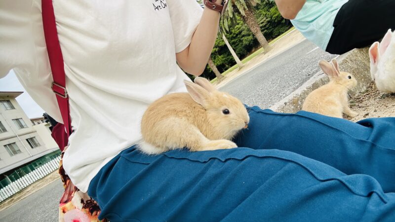 膝の上に載ってくれてた赤ちゃんうさぎ