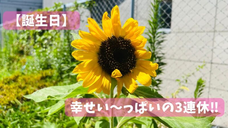 近所に咲いていた花弁が1枚だけ折れている大きいひまわり