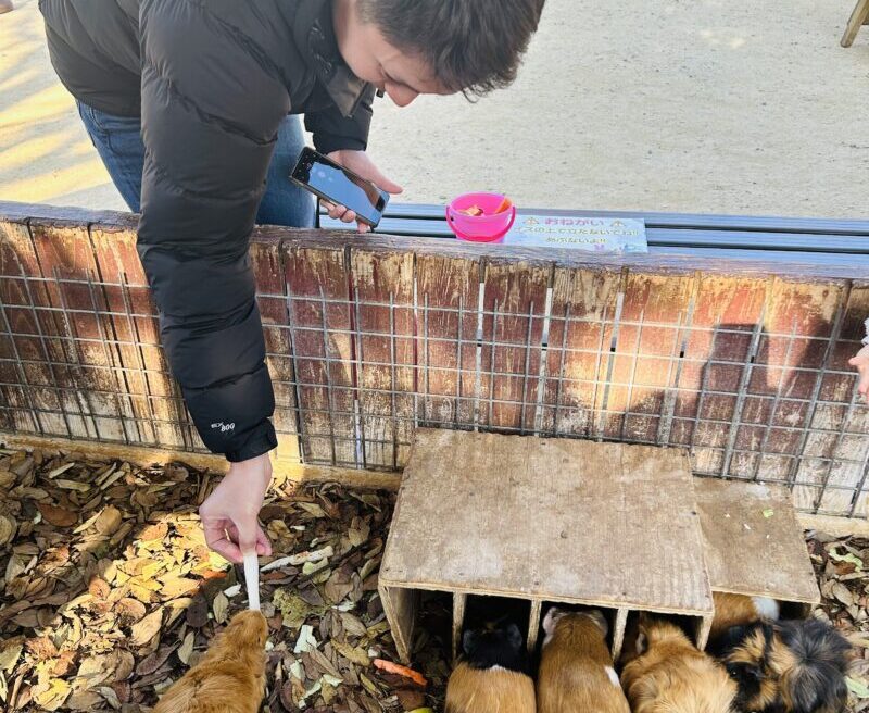 動物園でモルモットに餌を与える夫