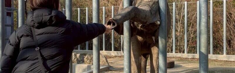 動物園でゾウに餌をあげている私